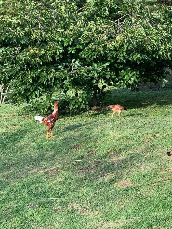 Recanto Da Natureza, Chale Gonçalves Buitenkant foto